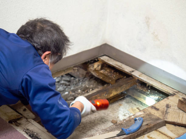 Best Commercial Mold Remediation in St Martins, MO
