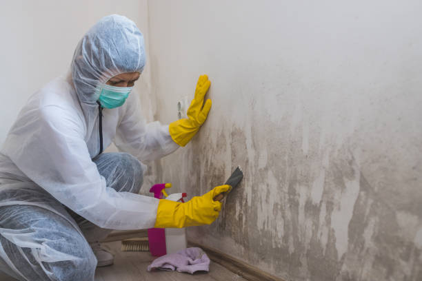 Best Industrial Mold Remediation in St Martins, MO