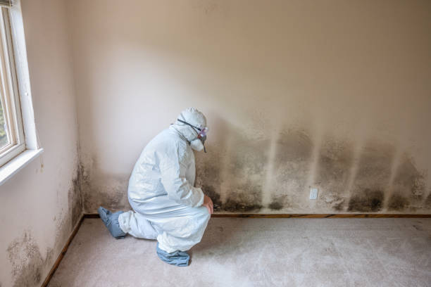 Best Attic Mold Remediation in St Martins, MO