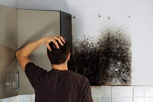 Best HVAC Mold Remediation in St Martins, MO